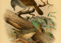 Mouse-colored Penduline Tit