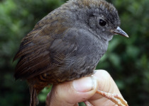 Mouse-colored Tapaculo