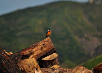 Moussier's Redstart