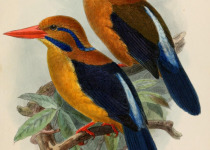 Moustached Kingfisher