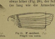 Mueller's Sicklebill