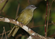 Mulanje forest-warbler