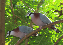 Muller's Imperial Pigeon