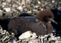 Murphy's Petrel