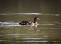 Muscovy Duck