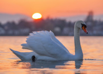 Mute Swan