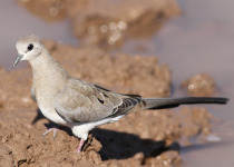Namaqua Dove