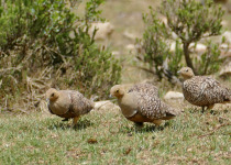 Namaqua Sandgrouse