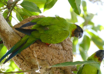 Nanday Parakeet