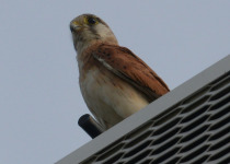 Nankeen Kestrel