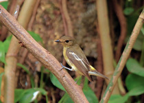 Narcissus Flycatcher