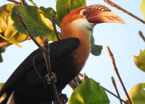Narcondam Hornbill