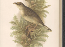 Natal cisticola