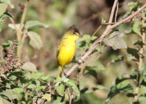 Natal greenbul