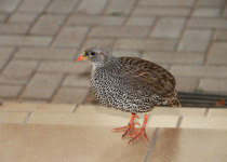 Natal spurfowl