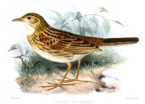 Natterer's Pipit