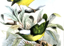 Natterer's Slaty Antshrike