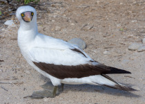 Nazca booby