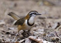 Necklaced Laughingthrush