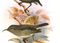 Neergaard's Sunbird