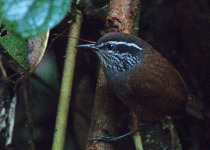 Negreti's Antpitta