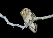 Negros Scops Owl