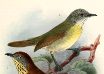 Negros Striped Babbler