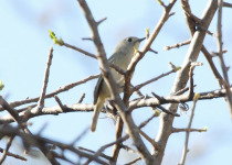 Nelson's Vireo