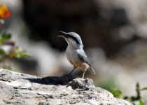 Neumayer's nuthatch