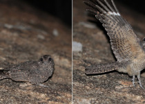 New Britain Nightjar