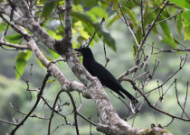 New Caledonian crow