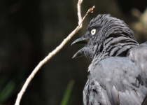 New Caledonian Cuckooshrike