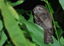 New Caledonian Owlet-nightjar