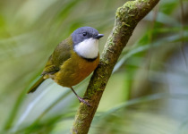 New Caledonian Whistler