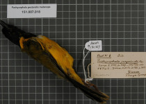 New Caledonian Whistler