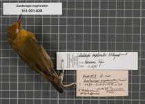 New Caledonian White-eye