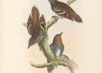 New Guinea Logrunner