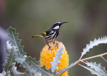New Holland Honeyeater