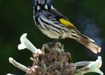 New Holland Honeyeater
