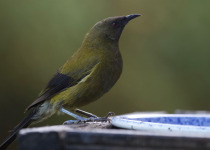 New Zealand bellbird