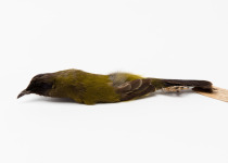 New Zealand bellbird