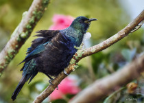New Zealand Bellbird
