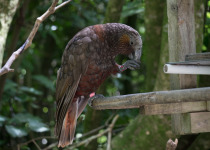 New Zealand Kaka