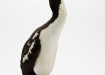 New Zealand King Shag