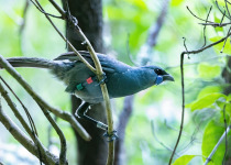 New Zealand Kokako