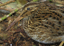 New Zealand Little Banded Dotterel