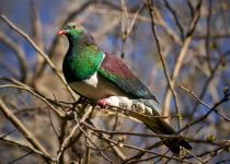 New Zealand Pigeon