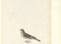 New Zealand Pipit