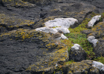 New Zealand Plover