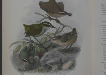 New Zealand Rock Wren